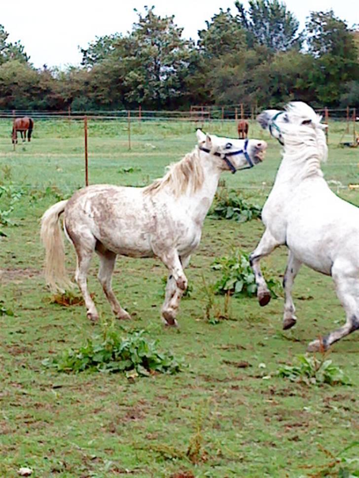 Anden særlig race Nunu - Nunu leger billede 7