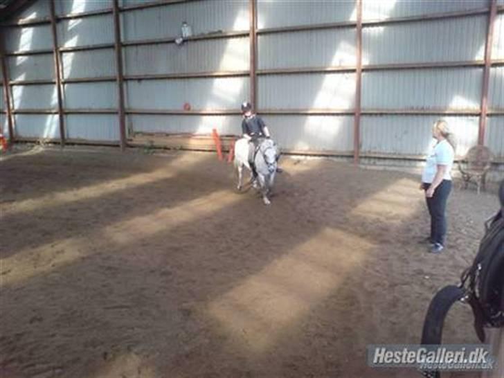 Anden særlig race Nunu - >Lige til galop uden saddel< billede 10