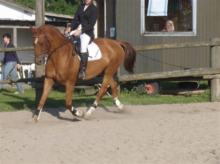 Westfaler WorldQueen - Vantige, efter kun en måned (: foråret 2009 billede 20