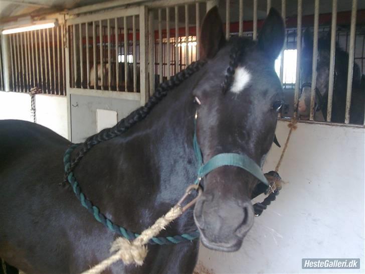Anden særlig race Blackie solgt billede 1