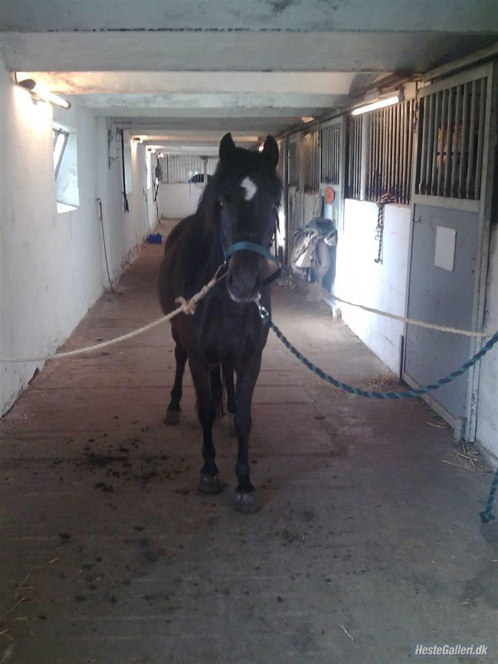 Anden særlig race Blackie solgt billede 2