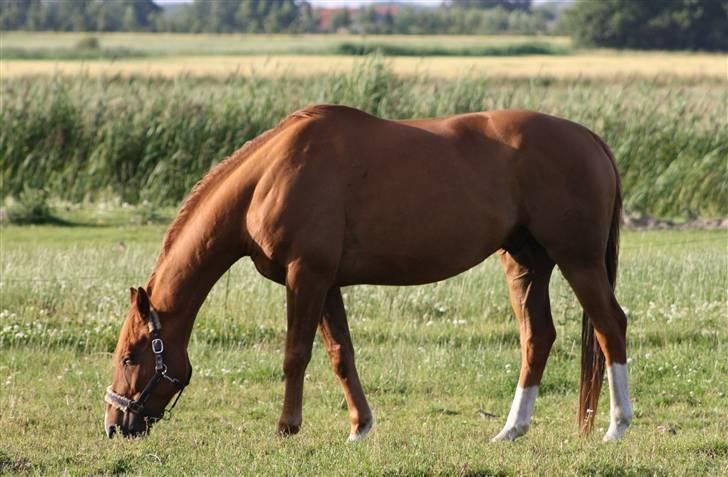 Belgisk varmblod Urano † billede 20