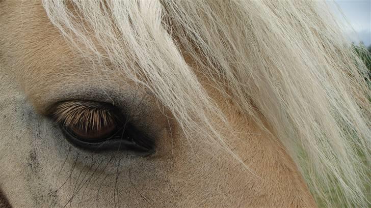 Fjordhest Tulstruplunds Andrea. - Look in my eyes and tell me what you see?  billede 15