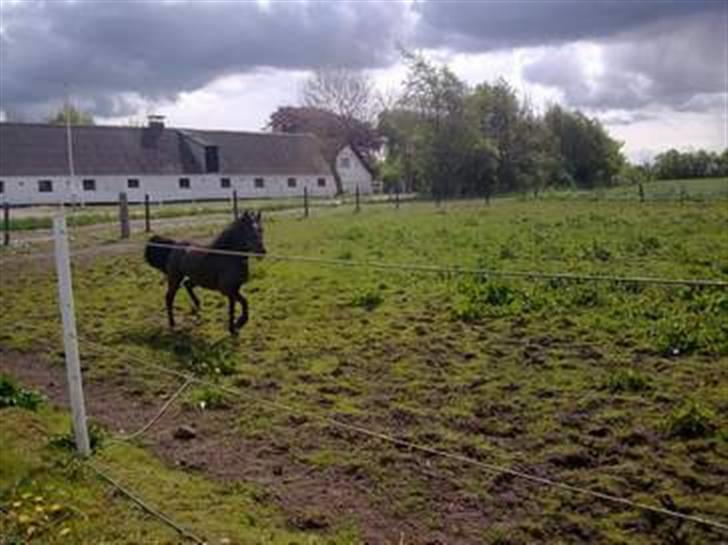 Anden særlig race Blackie solgt billede 3