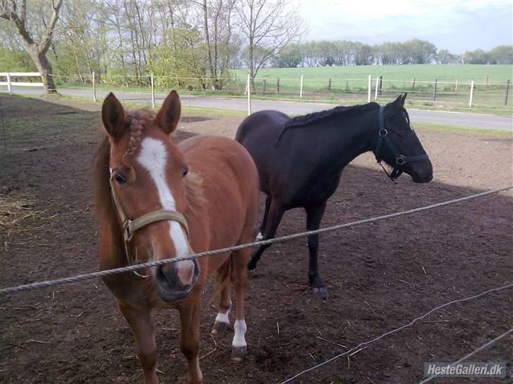 Anden særlig race Blackie solgt billede 4