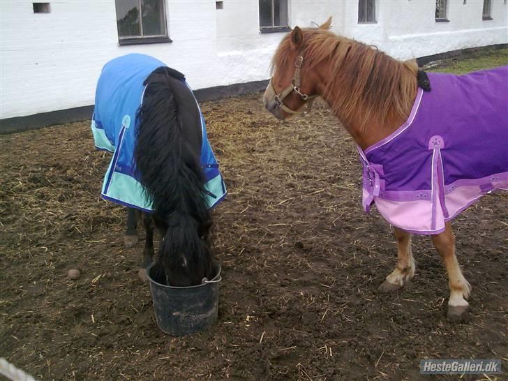 Anden særlig race Blackie solgt billede 5