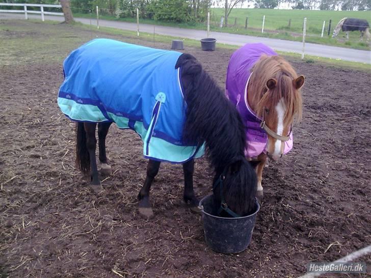 Anden særlig race Blackie solgt billede 6