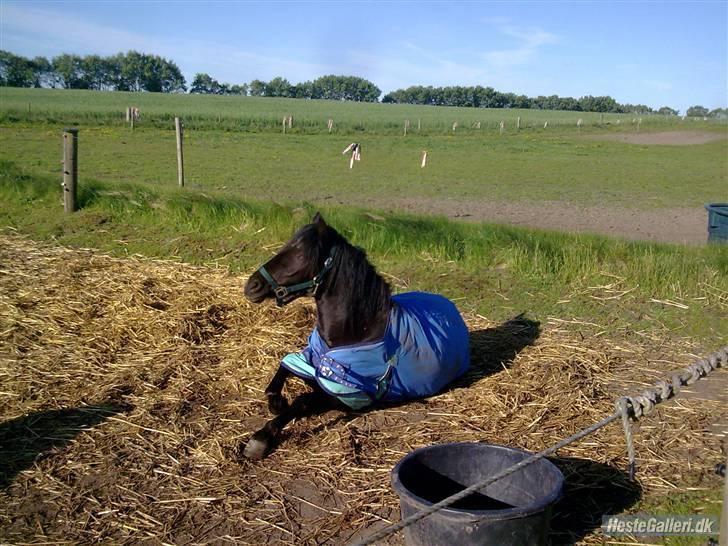 Anden særlig race Blackie solgt billede 8