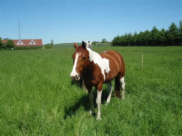 Pinto Kasho billede 10