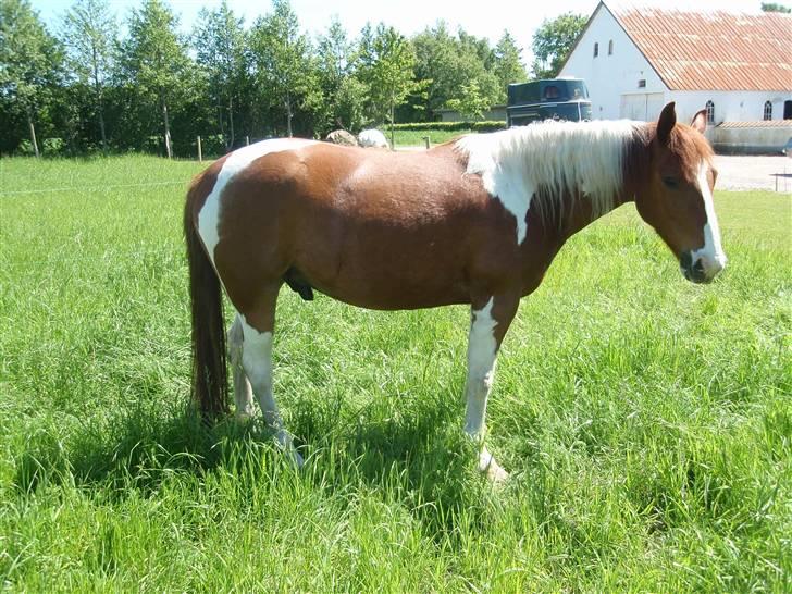 Pinto Kasho billede 11