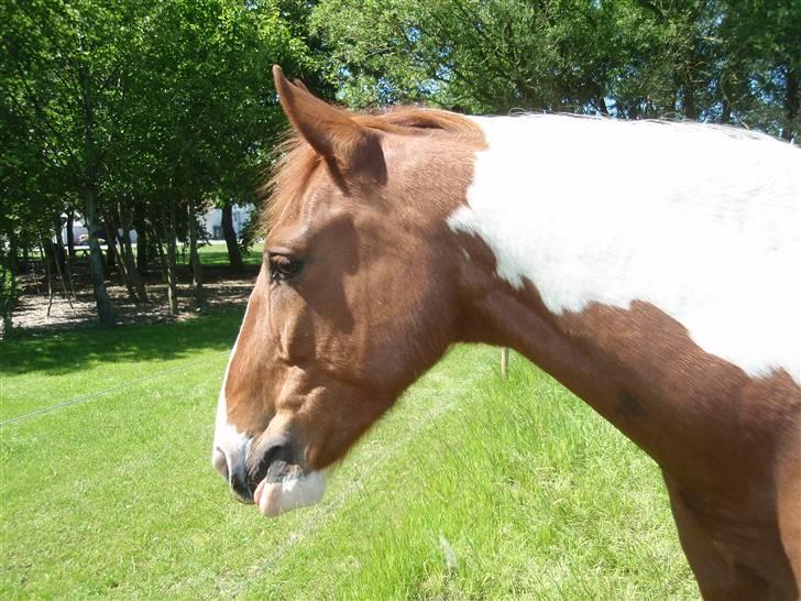 Pinto Kasho billede 12