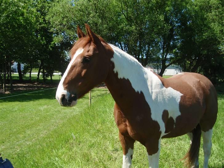 Pinto Kasho billede 13