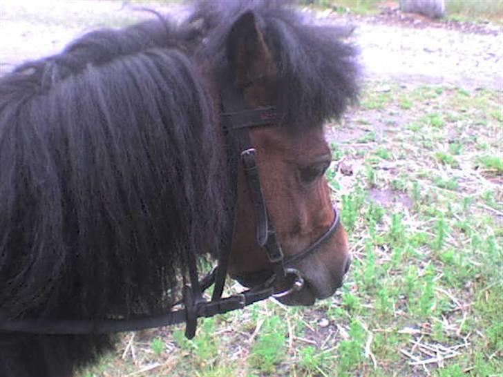 Shetlænder Spivrit<3 - 1)velkommen til spivrits profil  ´foto mig´ billede 1