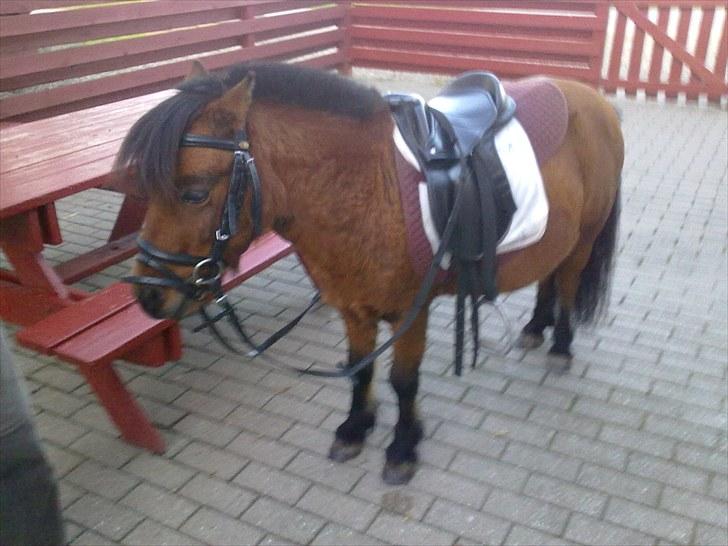 Shetlænder Spivrit<3 - 2)klar til ridning billede 2