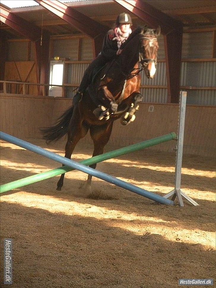 Dansk Varmblod N.O.H'S Bahama <3 - hame tror springet er 1,20 ;) billede 6