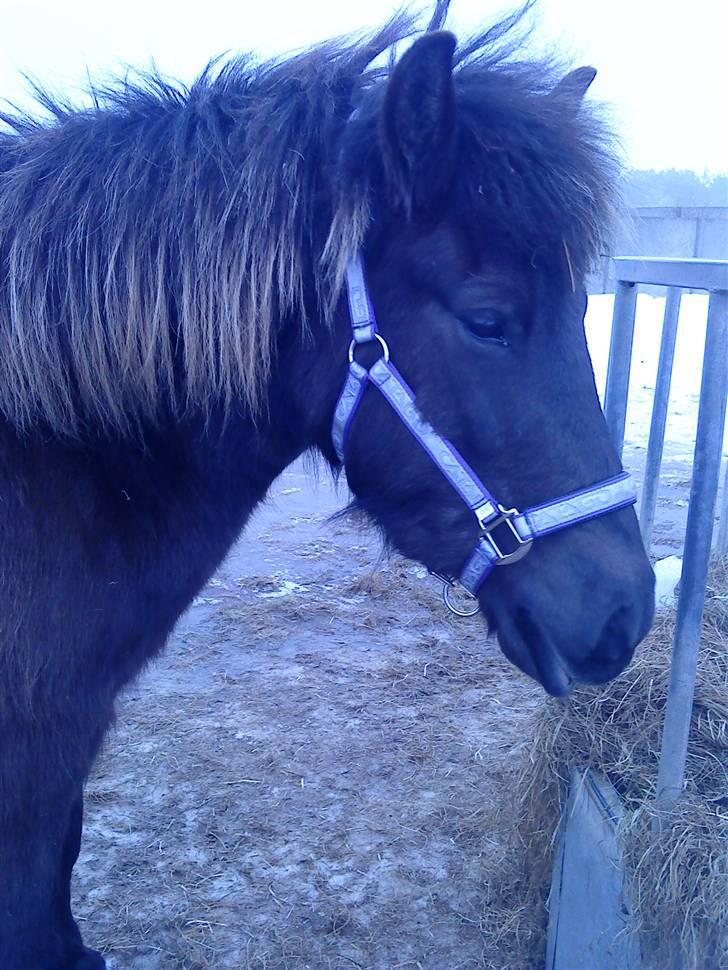 Islænder Dimma F Holmgård SOLGT! - NYT! billede 1