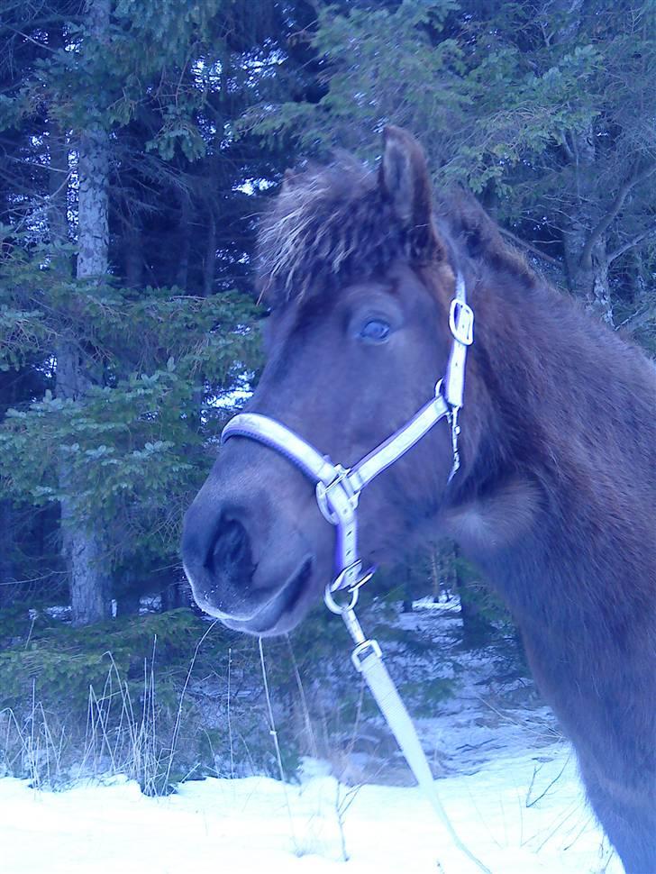 Islænder Dimma F Holmgård SOLGT! - NYT! billede 2