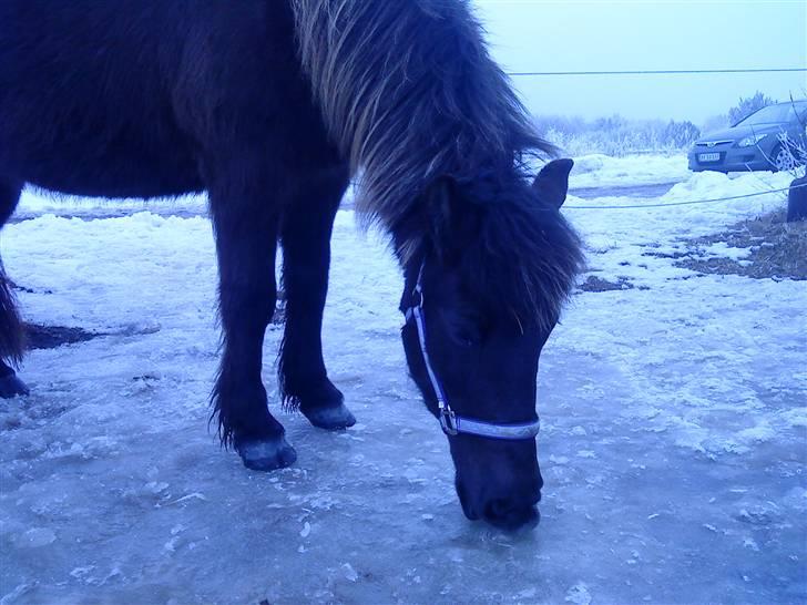Islænder Dimma F Holmgård SOLGT! - NYT! billede 3