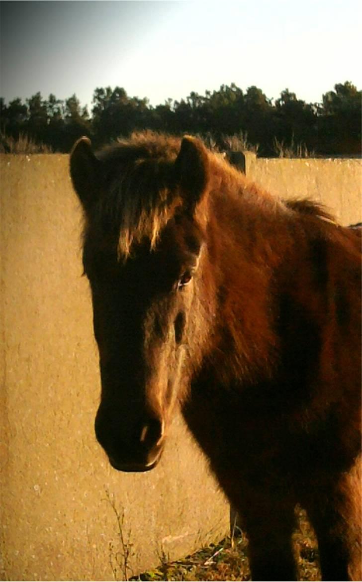 Islænder Dimma F Holmgård SOLGT! billede 4