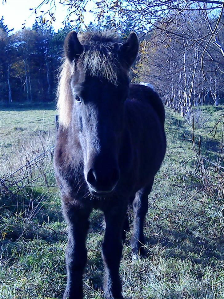 Islænder Dimma F Holmgård SOLGT! billede 5