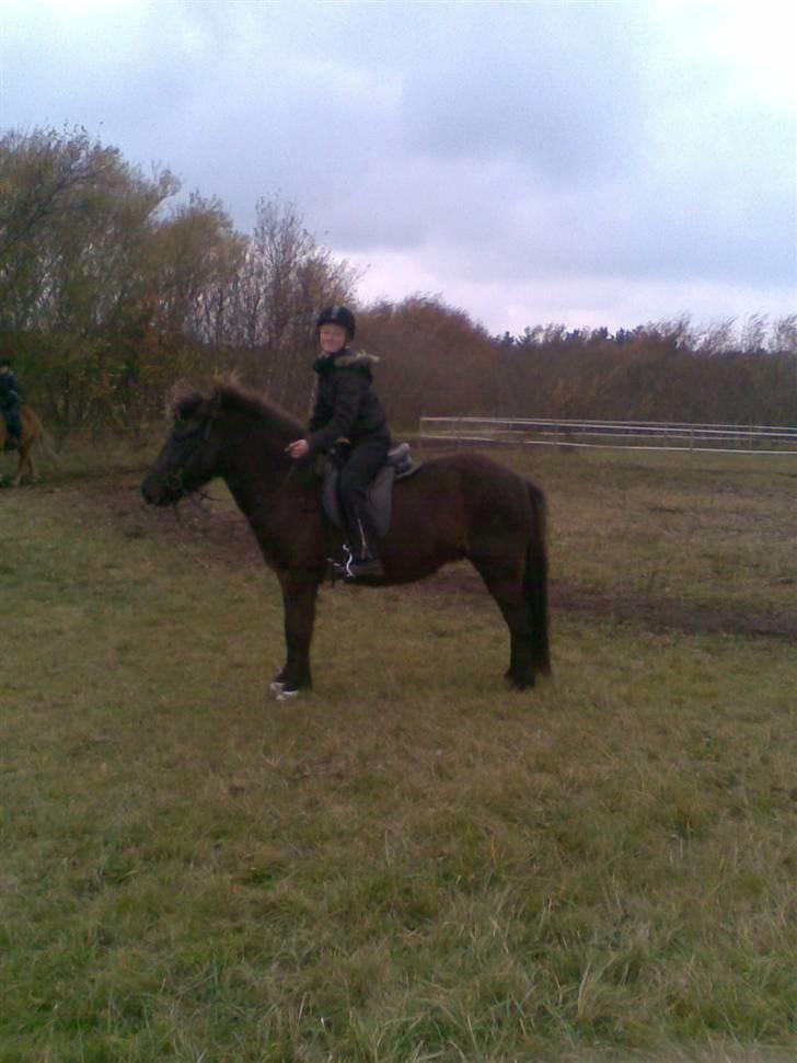 Islænder Dimma F Holmgård SOLGT! billede 6