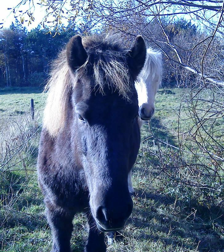 Islænder Dimma F Holmgård SOLGT! billede 7