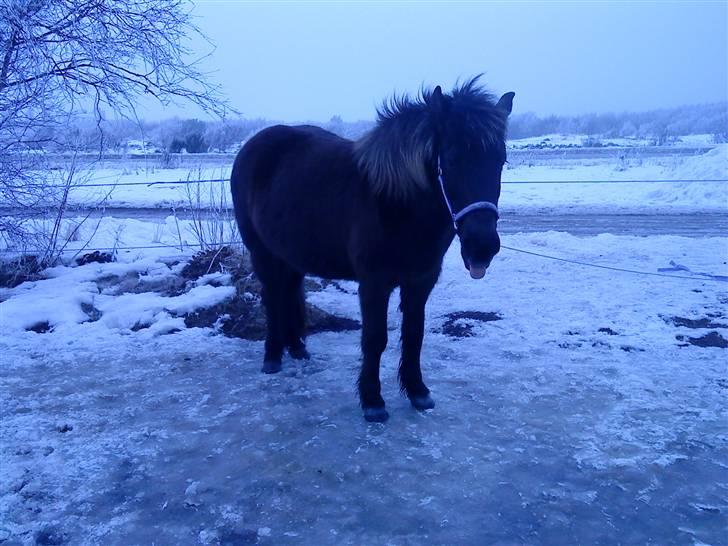 Islænder Dimma F Holmgård SOLGT! - NYT! billede 8