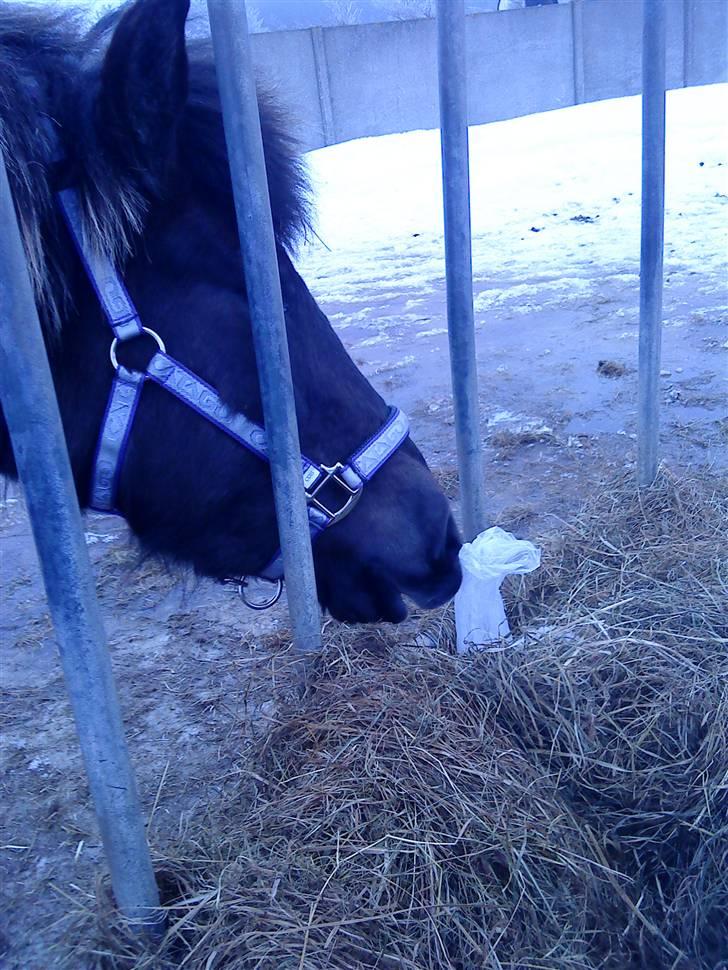 Islænder Dimma F Holmgård SOLGT! - NYT! billede 9