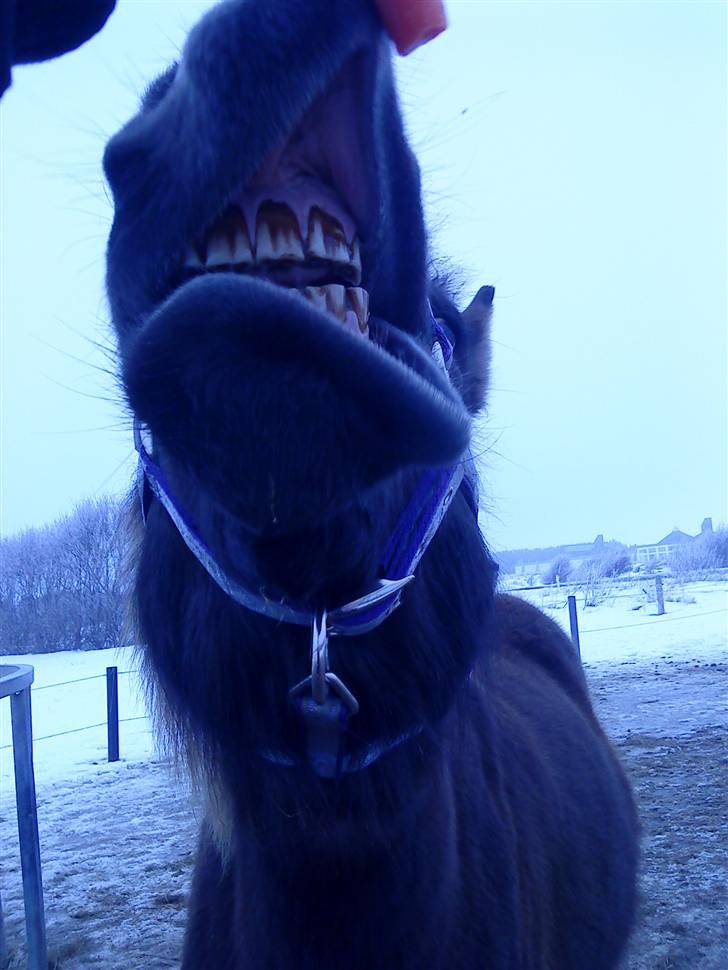 Islænder Dimma F Holmgård SOLGT! - NYT! billede 10