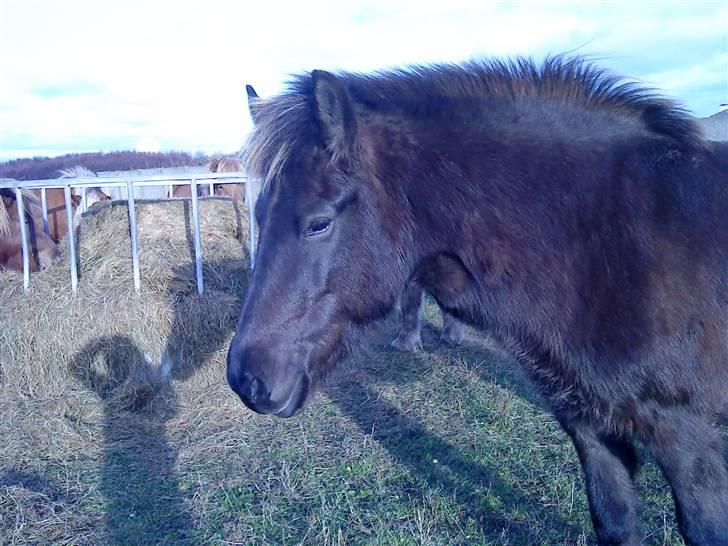 Islænder Dimma F Holmgård SOLGT! billede 11