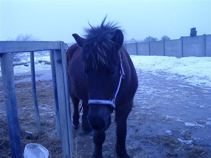 Islænder Dimma F Holmgård SOLGT! - NYT! billede 12