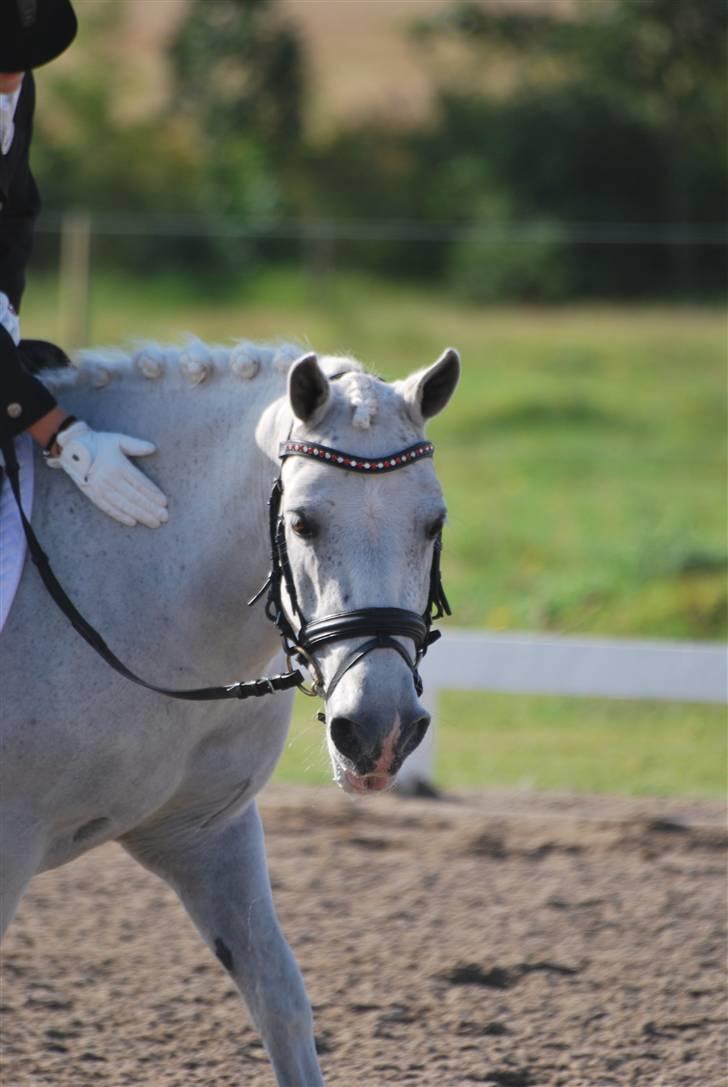 Welsh Mountain (sec A) Samson SOLGT billede 7