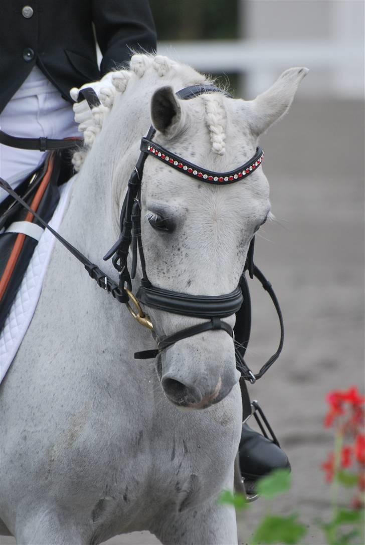 Welsh Mountain (sec A) Samson SOLGT billede 9