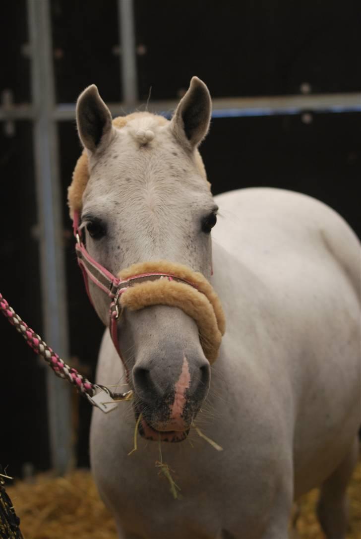 Welsh Mountain (sec A) Samson SOLGT billede 13