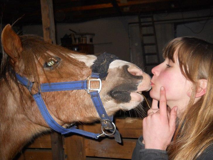Welsh Pony (sec B) Sandets Silver - Et kys fra min drømmeprins. Forglemmigej :) billede 15