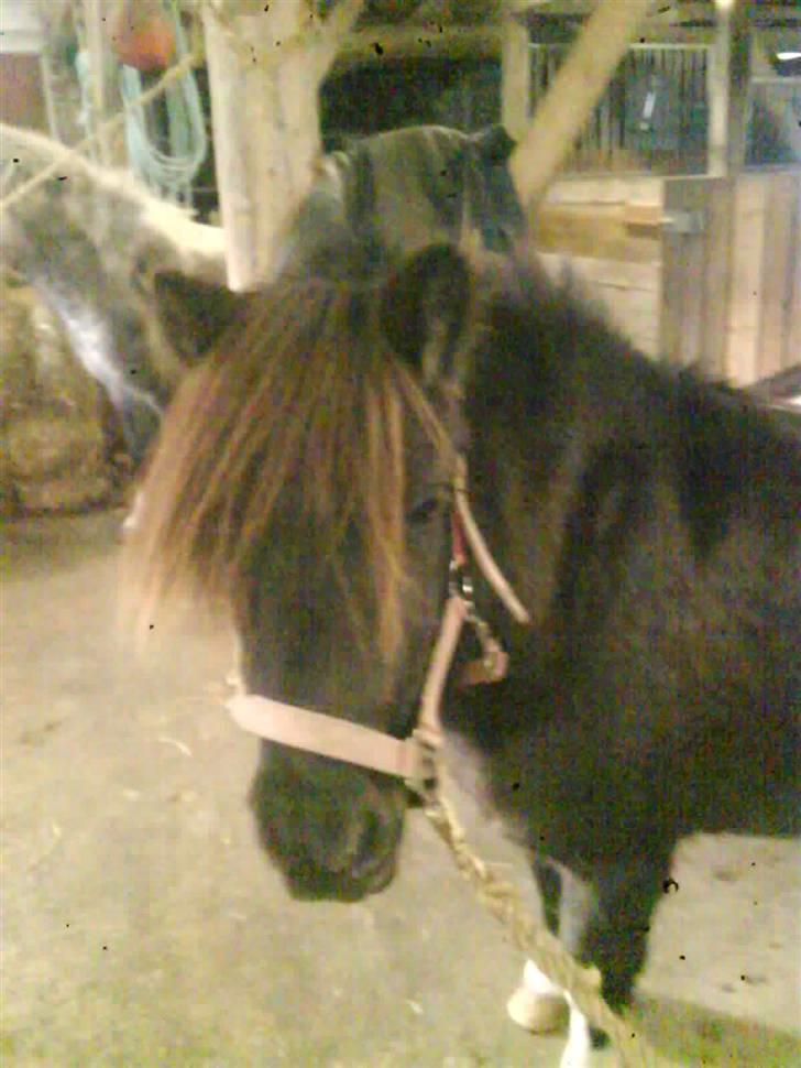 Shetlænder sararbi(biss) - biss men vinter plas elsker dig min tøs billede 5