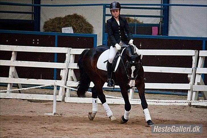 Anden særlig race Bruno Bamsen. (y) - Velkommen til Brunos profil :´-)   (LB2A) billede 1