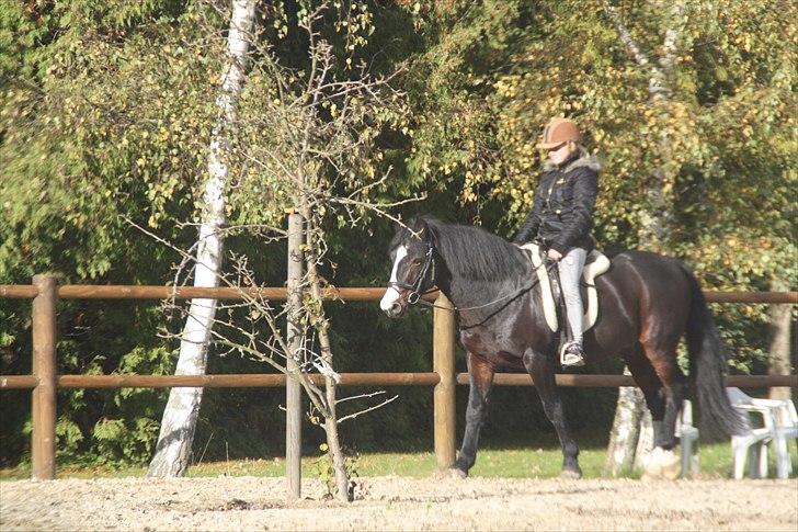 Anden særlig race Bruno Bamsen. (y) - da vi var nede og besøge bruno bassen. - det var skønt at se dig og gal du var i efterårshumør :-D buk og stejl, frække hest der ikke havde gallopperet i 2-3 uger :-D  billede 3