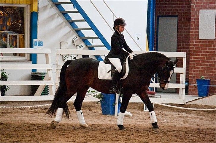 Anden særlig race Bruno Bamsen. (y) - LB2A - rasch foto. billede 4