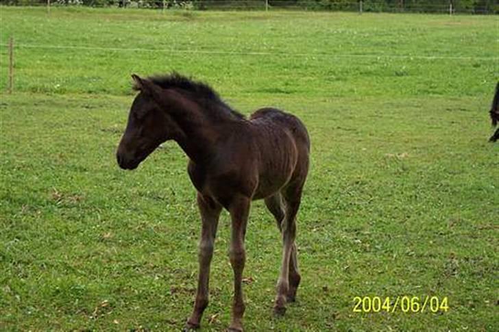 New Forest Jeo<333 - Så sød han var som føl. Tak for billedet :) billede 12