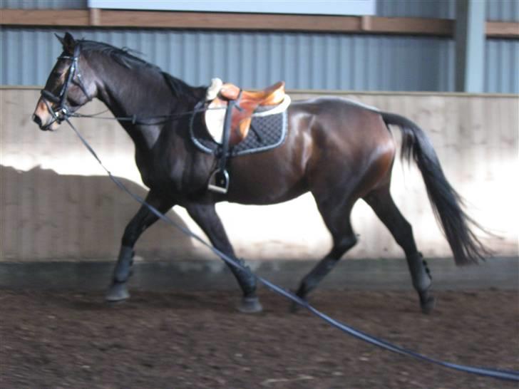Holstener Coriana <3 Solgt :'/ - Coriana i longen inden jeg skal ride så der ikke er så meget krudt i hende :D billede 15