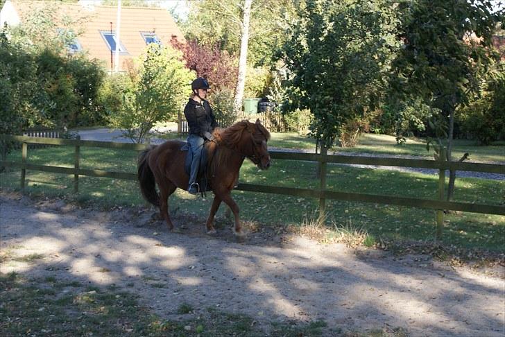 Islænder Askja fra Spillehuset R.I.P - #7. nyt billede 7