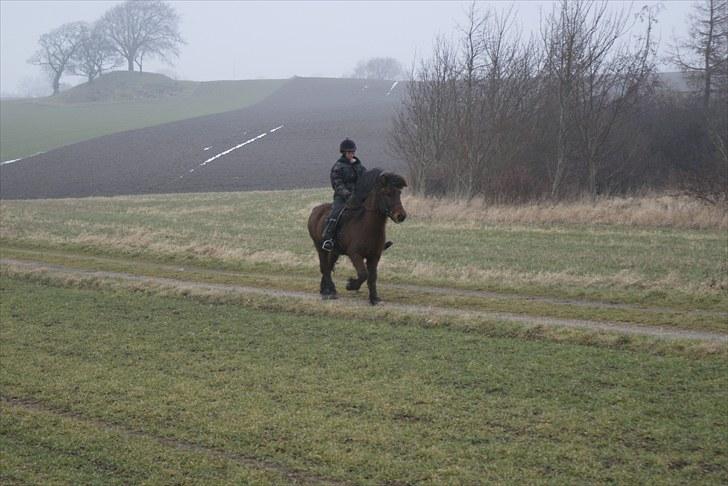 Islænder Sleipnir f Dyssemosen solgt - #8. nyt. tölt billede 8