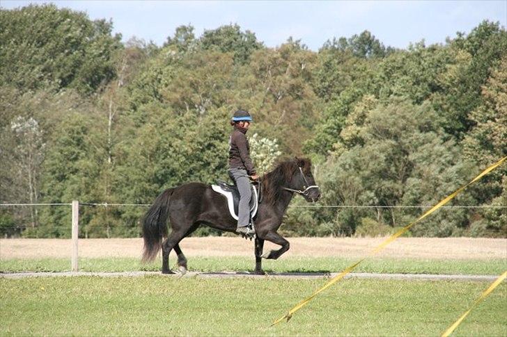 Islænder Raun fra Lille Nørregård solgt  - #16. nyt blössi stævne 2010 billede 9