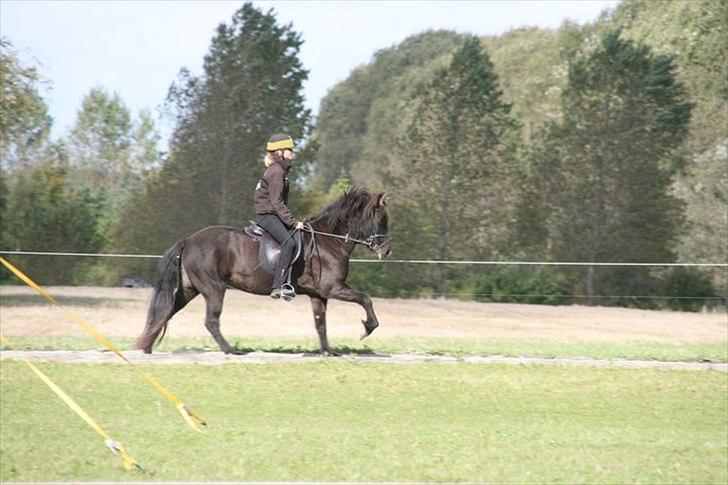 Islænder Ólga fra Hemlu2 R.I.P - #16 nyt. blössi stævne 2010 billede 8