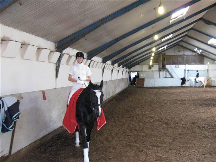 Dansk Varmblod Chi-Chi - Så er vi ved at skridte af og jeg kan slappe af igen :) billede 7