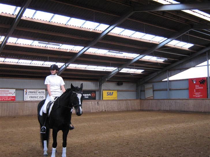 Dansk Varmblod Chi-Chi - nervøsitet inden jeg skal på banen billede 8