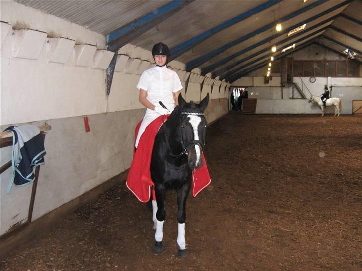 Dansk Varmblod Chi-Chi - Smukke hest..  billede 11