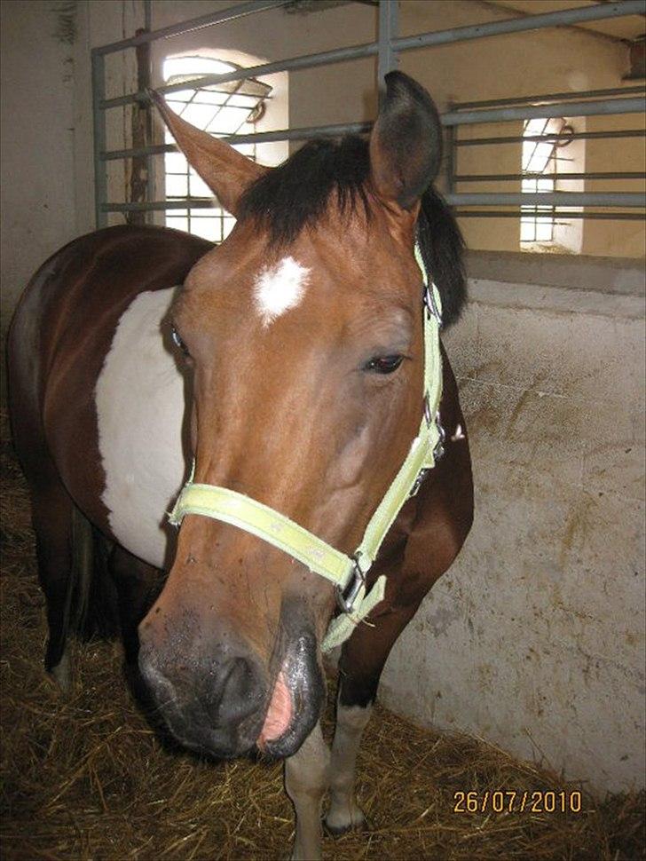 Pinto kærgårds couler lady SAVN - 19.jeg tror lady er lidt træt billede 19
