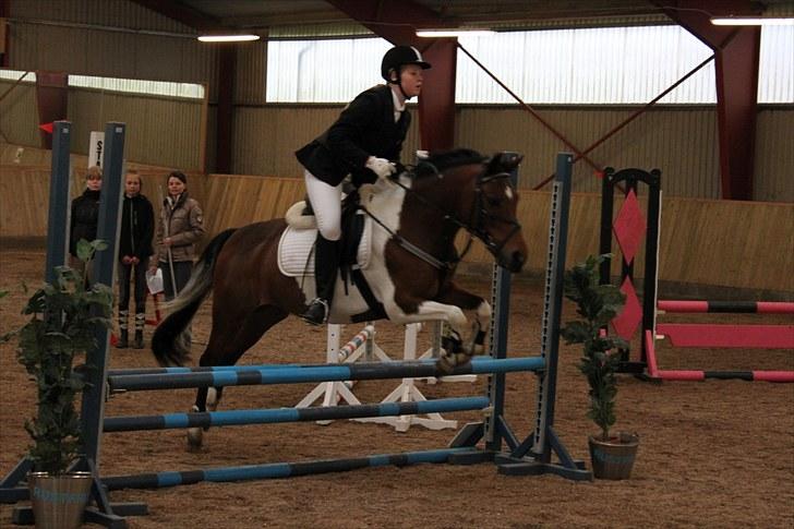 Pinto kærgårds couler lady SAVN - 20.mig og ladys føste c-stævne lc (70) taget af emilie j billede 20